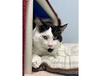 Jaws, Domestic Shorthair For Adoption In Keswick, Ontario