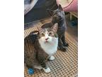 Bubbles, Domestic Shorthair For Adoption In Keswick, Ontario