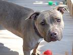 Latte Ka, Terrier (unknown Type, Medium) For Adoption In Warrior, Alabama