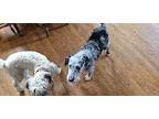 Socrates, Schnauzer (standard) For Adoption In Troy, Virginia