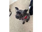 Jovi, Cairn Terrier For Adoption In Studio City, California