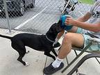 Moon, American Pit Bull Terrier For Adoption In Blountville, Tennessee