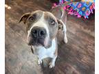 Xena, American Staffordshire Terrier For Adoption In Sullivan, Missouri