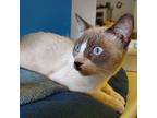 King Taco, Siamese For Adoption In Glendale, Arizona