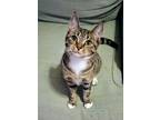 Lilly And Rose, Domestic Shorthair For Adoption In Brewerton, New York