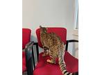 Mildred, Bengal For Adoption In Duncan, British Columbia