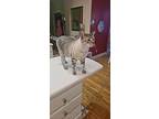Georgie, Siamese For Adoption In Athens, Tennessee
