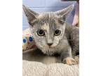 Roberta, American Bobtail For Adoption In Athens, Tennessee