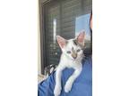 Sage, Domestic Shorthair For Adoption In St Cloud, Florida