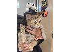 Catalina, Domestic Shorthair For Adoption In Ocala, Florida