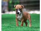 Littlefoot, Terrier (unknown Type, Small) For Adoption In Boerne, Texas