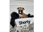 Shorty, Terrier (unknown Type, Small) For Adoption In Boerne, Texas