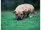 Dinah, Terrier (unknown Type, Small) For Adoption In Boerne, Texas