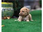 Chompers, Terrier (unknown Type, Small) For Adoption In Boerne, Texas