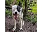 Snoop, Terrier (unknown Type, Small) For Adoption In Columbia, Illinois
