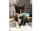 Chiquita, Domestic Shorthair For Adoption In Ft. Oglethorpe, Georgia