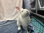 Benito, Other/unknown For Adoption In New York, New York