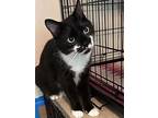 Fergus, Domestic Shorthair For Adoption In Spotsylvania, Virginia