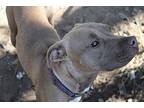 Latte Ka, Terrier (unknown Type, Medium) For Adoption In Warrior, Alabama