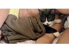 Junior Eg, Domestic Shorthair For Adoption In Lyman, South Carolina