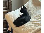 Cookie Eg, Domestic Shorthair For Adoption In Lyman, South Carolina