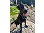 Oliver, Labrador Retriever For Adoption In Fruit Heights, Utah