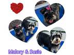 Susie, Schnauzer (miniature) For Adoption In Hollywood, Florida