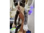 Buddy, Domestic Shorthair For Adoption In Pitman, New Jersey