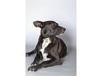Abby, Labrador Retriever For Adoption In Langley, British Columbia