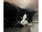 Maggie, Domestic Longhair For Adoption In Sioux City, Iowa