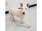 Casper, American Pit Bull Terrier For Adoption In Beacon, New York
