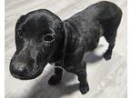 Penny, Retriever (unknown Type) For Adoption In Berthoud, Colorado