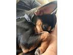 Princessa, Miniature Pinscher For Adoption In Spring Lake, North Carolina