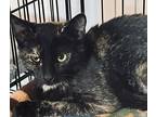 Polka Dot, Domestic Shorthair For Adoption In Jackson, Georgia