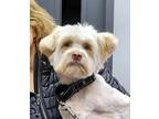 Barkley, Terrier (unknown Type, Medium) For Adoption In Bedford Hills, New York