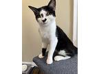 Smudge, Domestic Shorthair For Adoption In Markham, Ontario