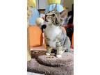 Autumn Kitten, Domestic Shorthair For Adoption In Breinigsville, Pennsylvania