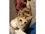 Bea Arthur, American Shorthair For Adoption In Kennewick, Washington