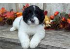 Monty