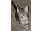 Adopt Kringles a Gray, Blue or Silver Tabby Domestic Shorthair (short coat) cat
