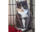 Adopt Kimmy a Calico or Dilute Calico Domestic Shorthair (short coat) cat in