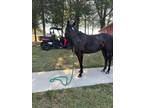 Black AQHA Mare