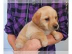 Labrador Retriever PUPPY FOR SALE ADN-839277 - AKC YELLOW LAB