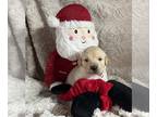 Golden Retriever PUPPY FOR SALE ADN-839158 - AKC Golden Retriever Puppies