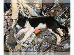 Border Collie PUPPY FOR SALE ADN-839144 - ABCA registered female border collie