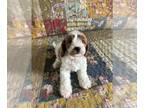 Cavapoo PUPPY FOR SALE ADN-839091 - Adorable Cavapoo puppies