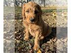 Goldendoodle PUPPY FOR SALE ADN-839073 - Just got to have him