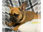 French Bulldog PUPPY FOR SALE ADN-839067 - AKC Rossy Adorable Female French