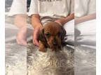 Dachshund PUPPY FOR SALE ADN-839056 - Mini Dacshund female puppy