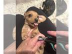 Dachshund PUPPY FOR SALE ADN-839054 - Chai